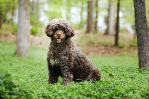 Portuguese Water Dog